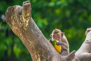 吃瓜的大马猴,揭秘娱乐圈幕后风云